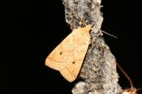 Leptologia macilenta