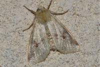 Cirrhia icteritia