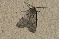 Lithophane ornitopus