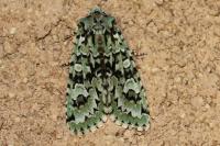 Griposia aprilina