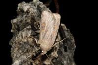 Xestia xanthographa