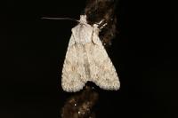 Lithophane ornitopus