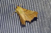 Ennomos alniaria