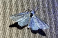 Tephronia sepiaria
