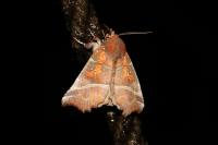Scoliopteryx libatrix