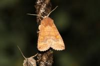 Eupsilia transversa