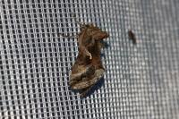 Autographa gamma