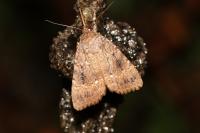 Amphipyra pyramidea/Amphipyra berbera