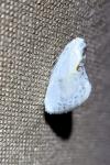 Cilix glaucata