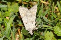 Lithophane ornitopus