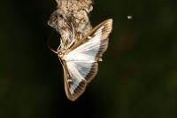 Cydalima perspectalis