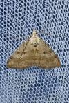 Aplocera efformata