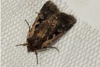 Xestia agathina