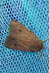 Xestia castanea