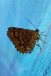 Chiasmia clathrata