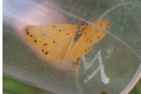Setina aurita