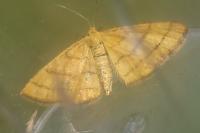 Idaea aureolaria