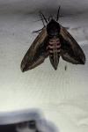Sphinx ligustri