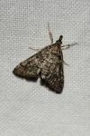 Metasia cuencalis bourgognei