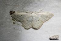Scopula incanata