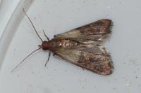 Plodia interpunctella