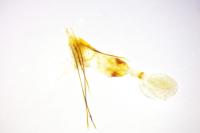 Hydriomena furcata