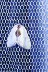 Cilix hispanica