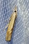Agriphila inquinatella