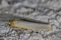 Manulea complana