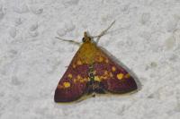 Pyrausta aurata