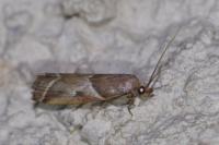Nyctegretis lineana