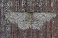 Idaea alyssumata/typicata
