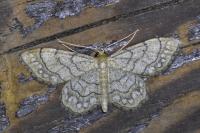 Idaea moniliata