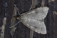 Udea prunalis