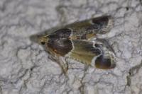 Pyralis farinalis