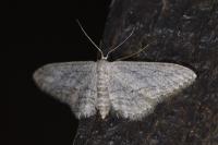 Idaea calunetaria