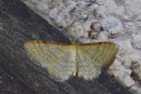 Idaea humiliata