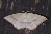 Rhodostrophia vibicaria