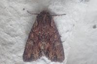 Mniotype solieri