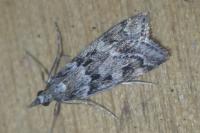 Eudonia angustea