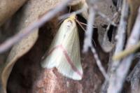 Rhodometra sacraria