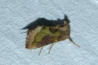 Diachrysia stenochrysis