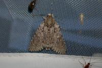Acronicta aceris