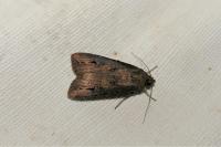Agrotis ipsilon