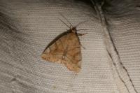 Cosmia trapezina