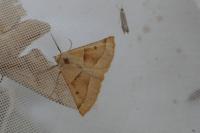 Crocallis elinguaria