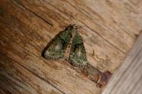 Cryphia algae