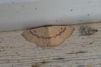 Cyclophora puppillaria