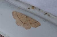 Cyclophora suppunctaria