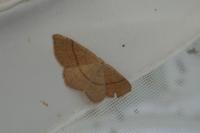 Cyclophora suppunctaria